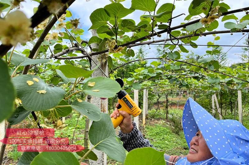 猕猴桃雄株高标准建园及高效授粉技术标准规程