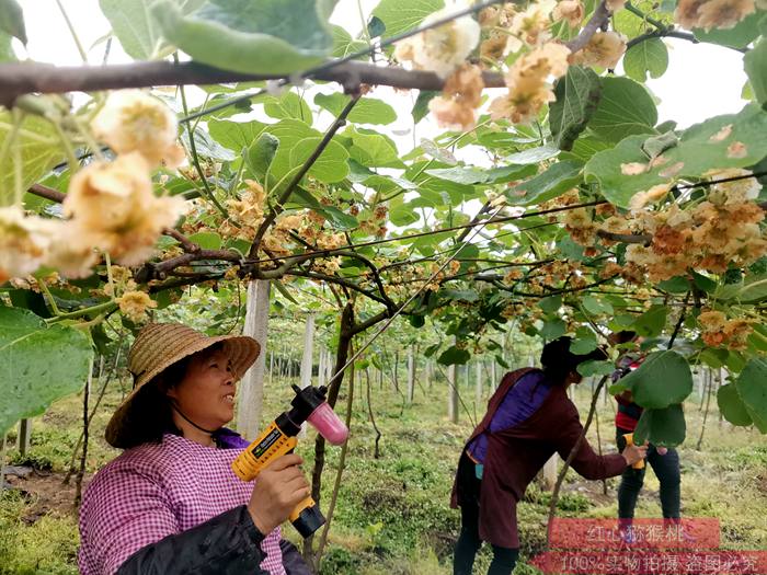 贵州引进新兰猕猴桃花粉种植农民专业合作社理事长