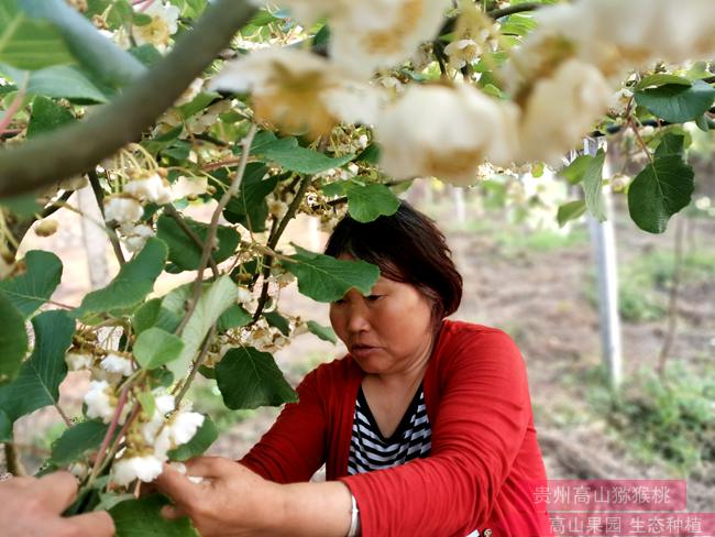 希腊猕猴桃过去主要销往东南欧市场
