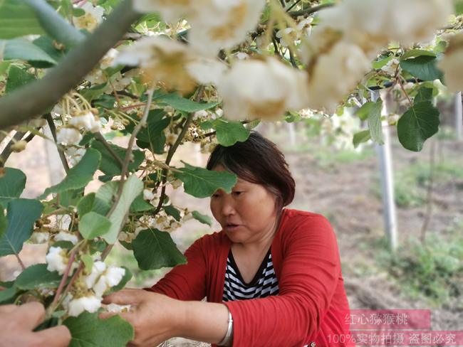 播宏公司建成贵州最大的红心猕猴桃花粉采摘基地已经和新兰爱熊猫合作
