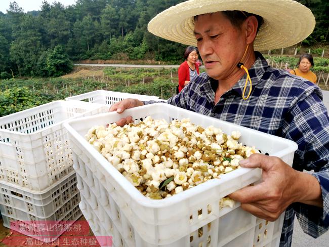 贵州红心猕猴桃花粉按照标准化生产要求