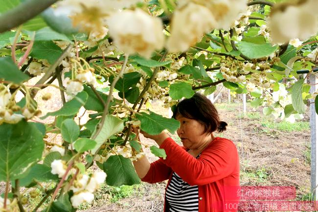高山翠玉猕猴桃种植几年可以挂果种苗多少钱一株