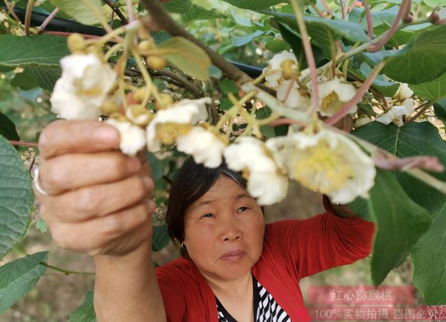 猕猴桃花粉 你吃的猕猴桃很可能去年就摘好的