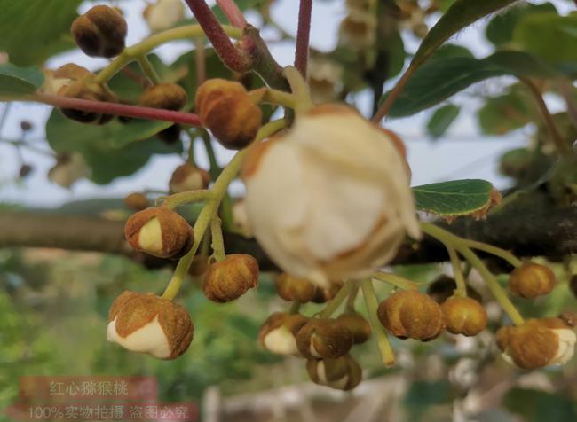 红心猕猴桃等14个农产品为2012年万州名牌农产品
