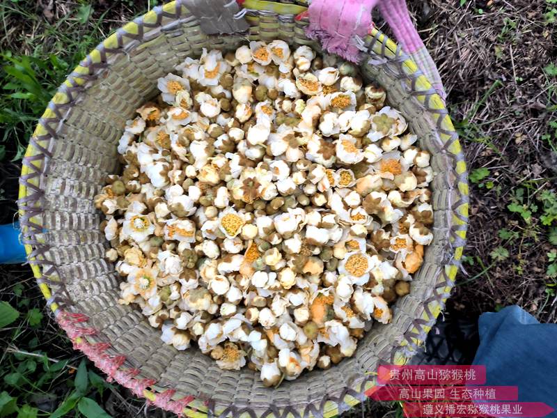 Pollen Collection猕猴桃花采集 不同来源花粉对‘红阳’猕猴桃果实品质的影响