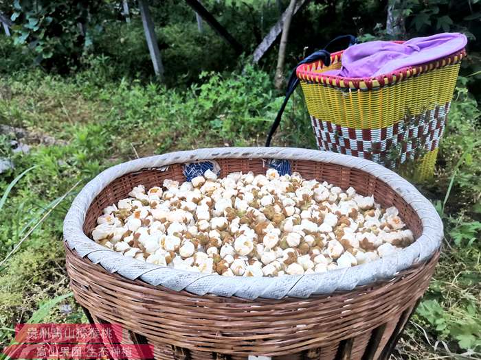 我国西南最大的猕猴桃雄花花粉生产基地
