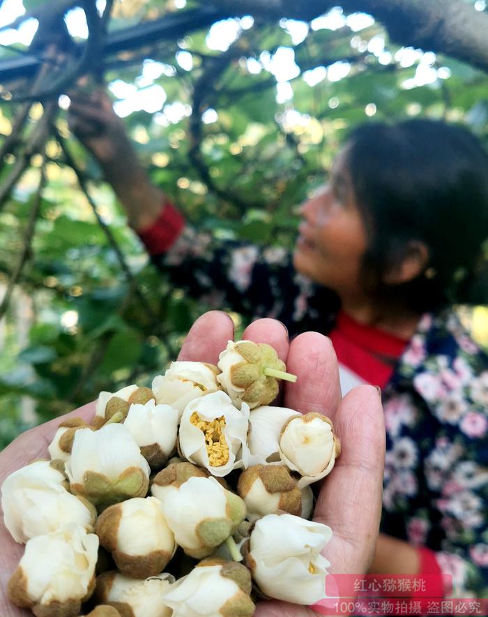 猕猴桃花粉 四川成都齐民农业科技有限公司如何打造高端国产猕猴桃品牌?