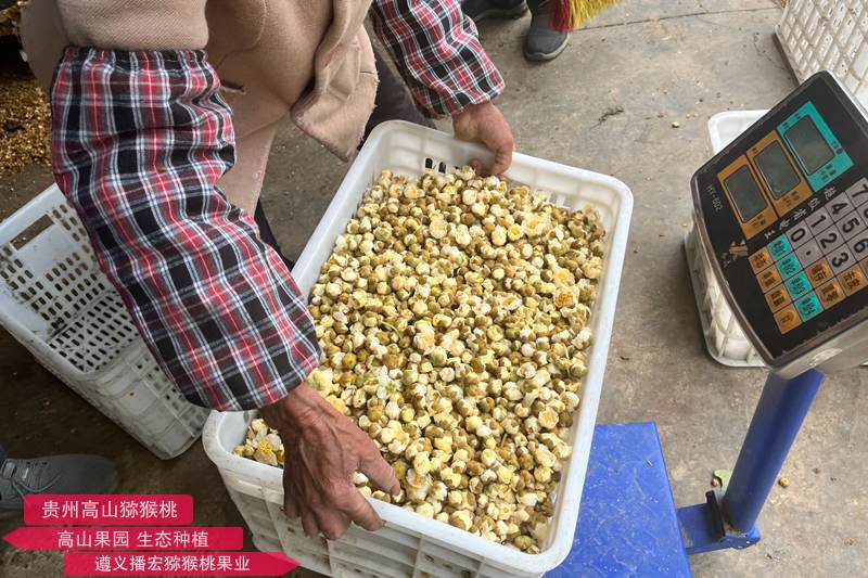 猕猴桃雄株高标准建园及高效授粉技术标准规程