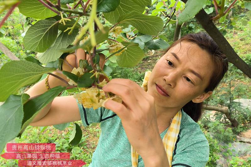 猕猴桃雄株高标准建园及高效授粉技术标准规程