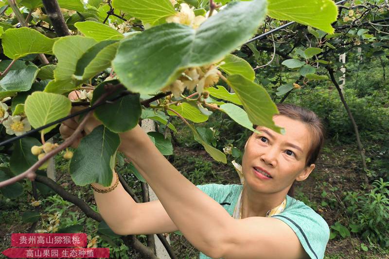 猕猴桃公花采摘 小朋友也参与给猕猴桃授粉工作