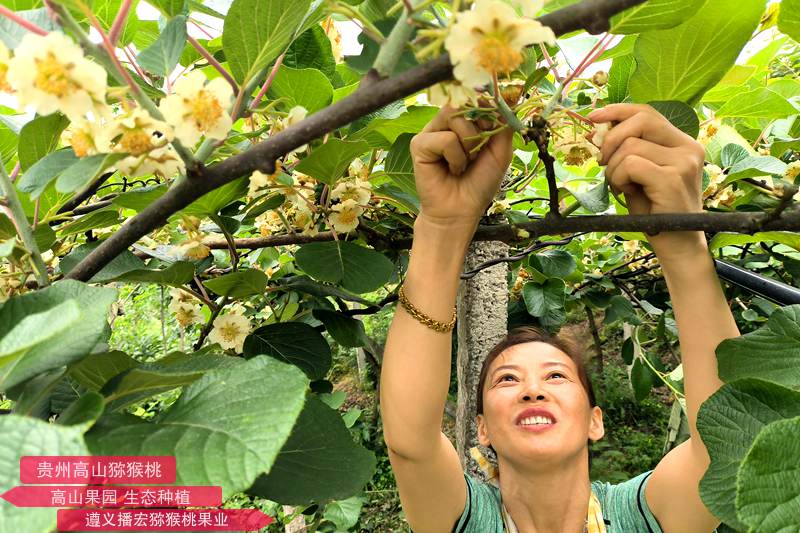 猕猴桃花采摘 四川首个猕猴桃雄花粉团体标准发布,助力花粉产业腾飞