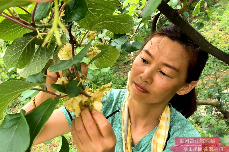 成都市黑石农业开发有限公司种植于四川省邛崃市固驿镇黑石村该公司猕猴桃种植基地