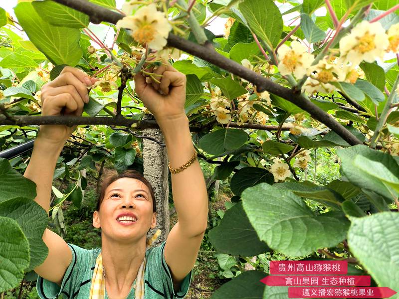 猕猴桃雄株高标准建园及高效授粉技术标准规程