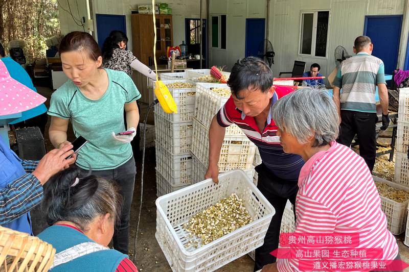 四川农业猕猴桃雄花园提供猕猴桃花粉
