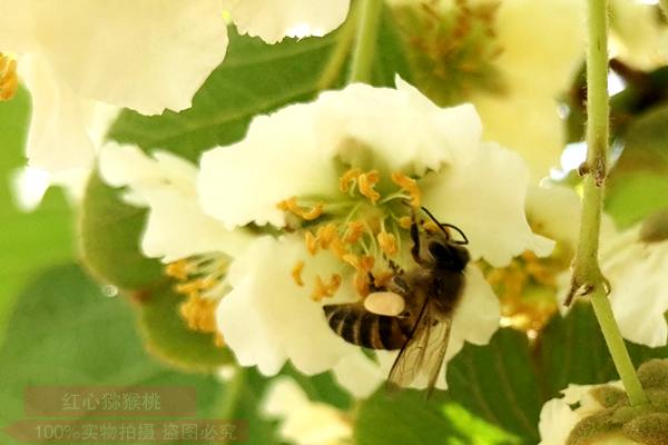 红色软枣猕猴桃人工授粉一株要多少花粉保存方法