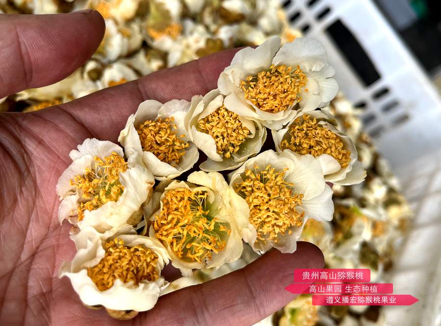 猕猴桃雄株倍性差异与花粉性状的相关性分析