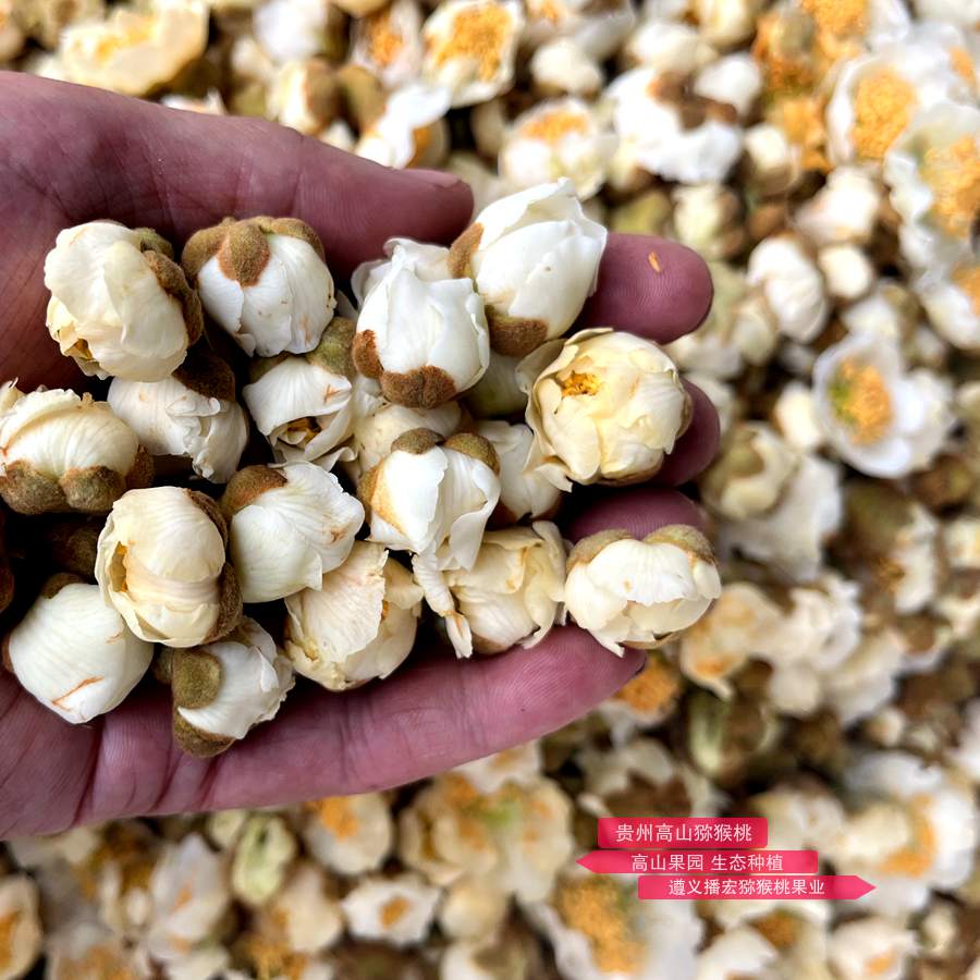 猕猴桃雄花蕾 视障者刘家松是贵州安顺普定县的猕猴桃种植大户