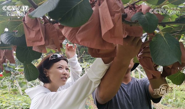 四川成都蒲江的猕猴桃公园开展红心猕猴桃认养和私人订制业务
