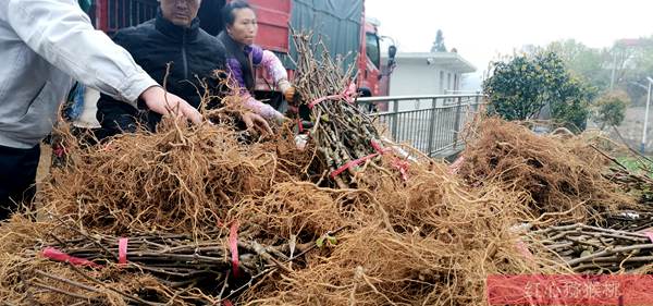 陕西西安在自家种植的300多棵猕猴桃果树被大风刮倒