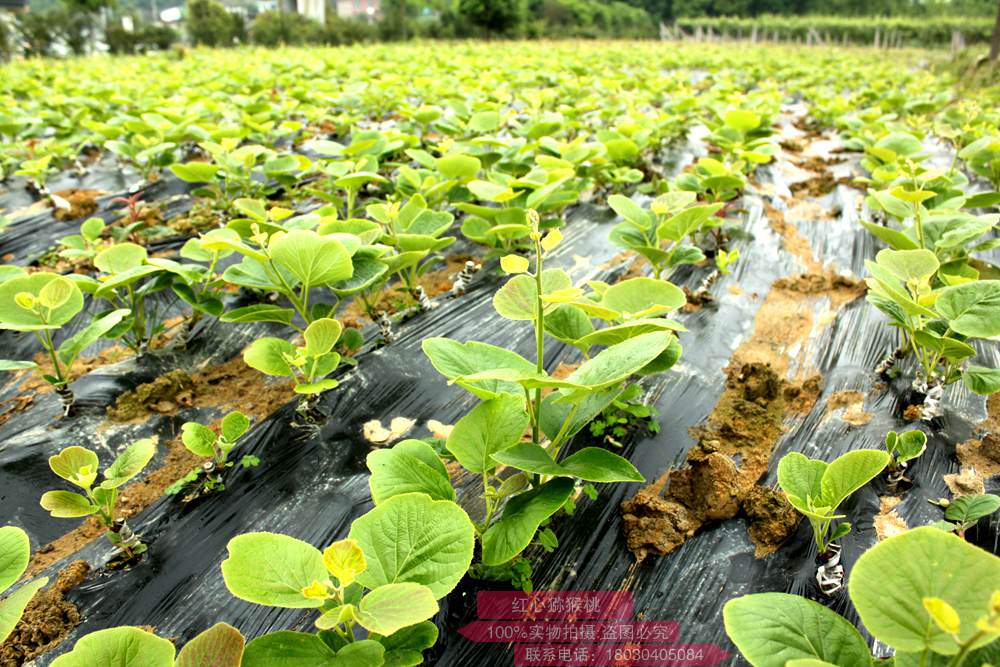 陕西省宝鸡市凤翔区田家庄镇猕猴桃挂果面积达到了800亩