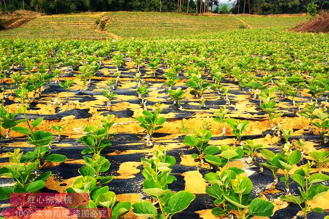我国猕猴桃产业面临的困难和机会 挑战和机遇并存