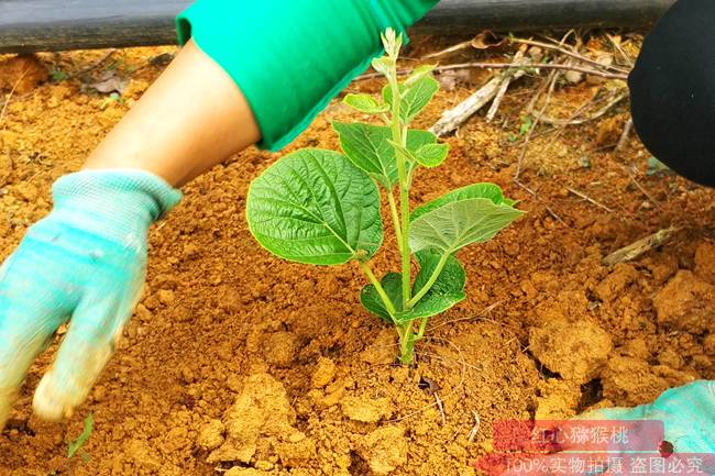 猕猴桃苗 四川广元苍溪秋季猕猴桃树管理注意要点