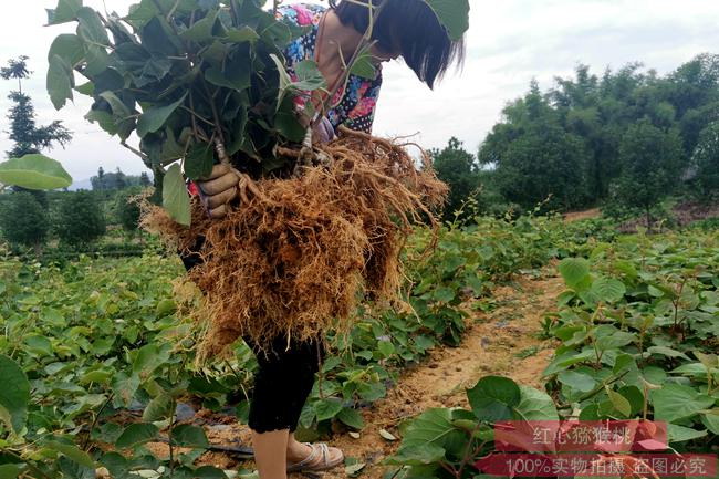 贵州省贵阳市修文县是全国第三大猕猴桃产区 主要种植贵长猕猴桃苗