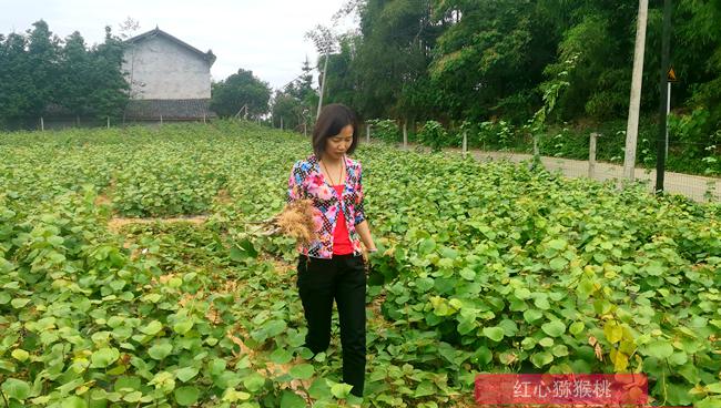 贵州遵义播州三岔镇红心猕猴桃种植规模有多少亩