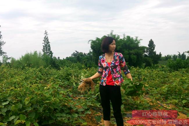 重庆和湖北产量生产基地和优质东红猕猴桃苗圃培育推广基地