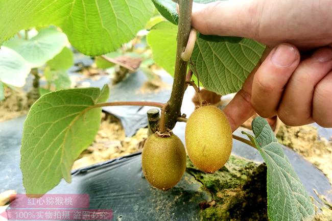 重庆和湖北产量生产基地和优质东红猕猴桃苗圃培育推广基地