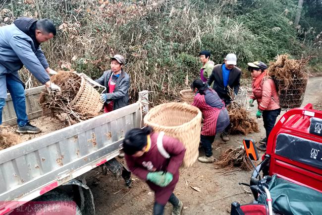 红心猕猴桃苗 购买的猕猴桃花粉与花粉辅料按比例1:2配制好激活处理