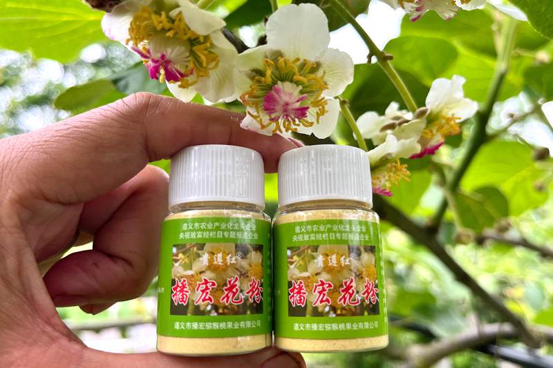 今年年初重庆红心猕猴桃铃铛花时候才花粉最好