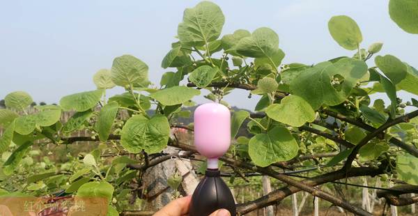 猕猴桃花粉采摘 巧熊猫猕猴桃花粉具备自己的优质猕猴桃雄树园区