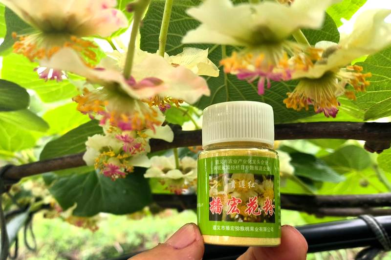 播宏猕猴桃花粉 四川首个猕猴桃雄花粉团体标准发布,助力花粉产业腾飞