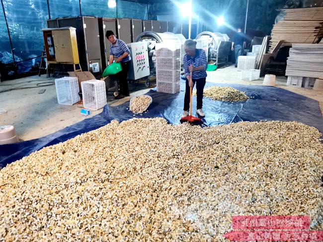 猕猴桃花采摘 四川首个猕猴桃雄花粉团体标准发布,助力花粉产业腾飞