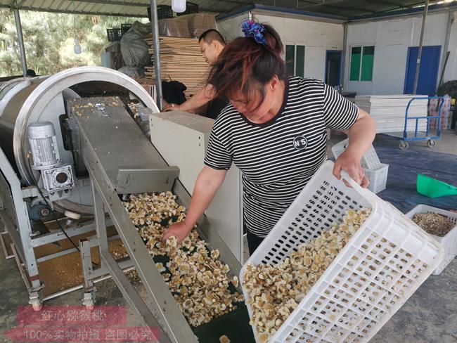 猕猴桃花蕾粉碎 逆境中寻出路 贵州遵义三岔镇猕猴桃小花粉 做出新产业