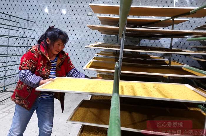 我国西南最大的猕猴桃雄花花粉生产基地