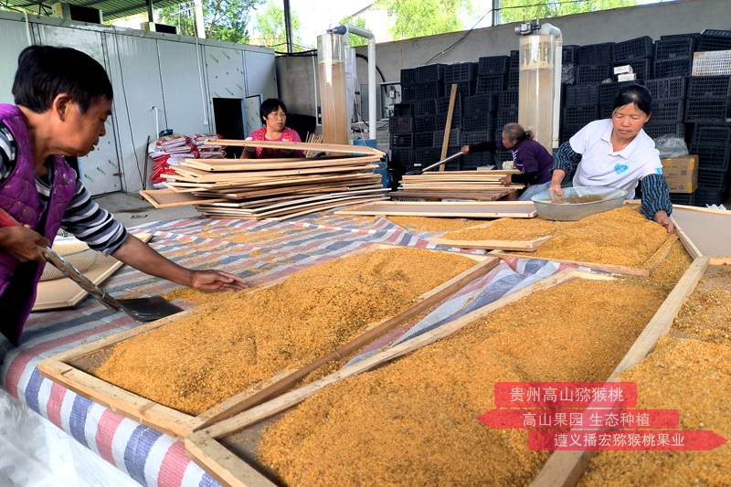 猕猴桃雄株高标准建园及高效授粉技术标准规程