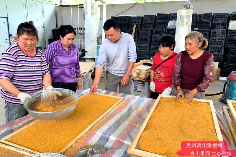 猕猴桃花采摘 四川首个猕猴桃雄花粉团体标准发布,助力花粉产业腾飞