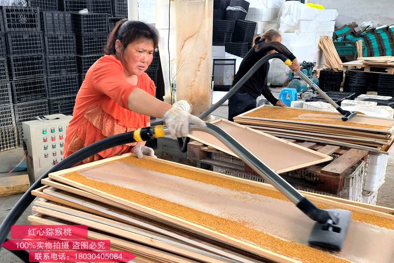 播宏猕猴桃花粉加工场地 四川首个猕猴桃雄花粉团体标准发布,助力花粉产业腾飞