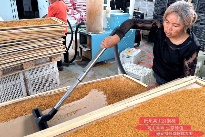 猕猴桃雄株高标准建园及高效授粉技术标准规程