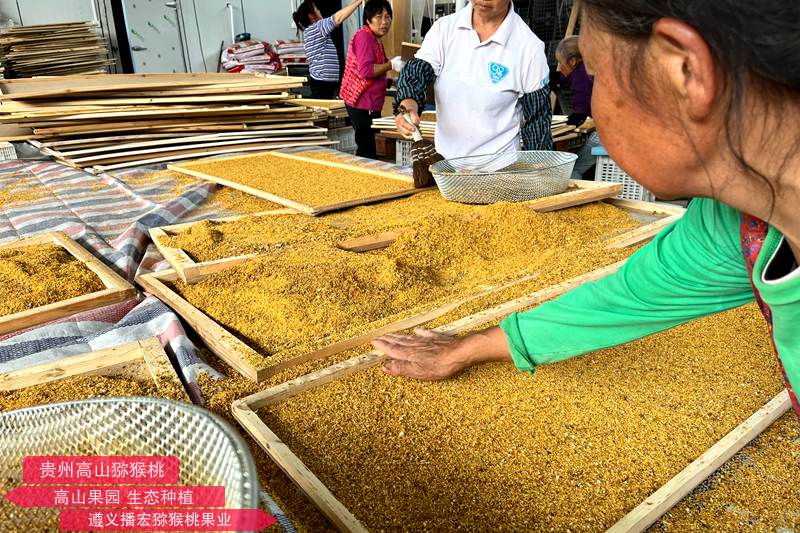 猕猴桃雄株高标准建园及高效授粉技术标准规程