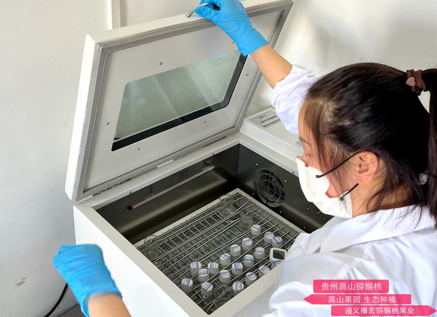 如何选择优质的猕猴桃花粉？遵义市播宏猕猴桃果业公司花粉