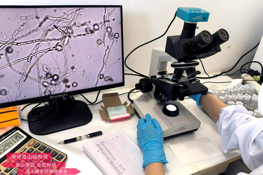 猕猴桃花粉活性检测 不同温度 猕猴桃花粉贮藏方法比较