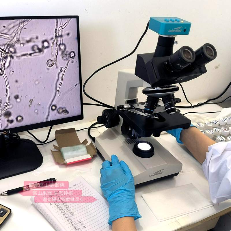 packaging kiwi pollen 猕猴桃雄株选育与利用研究进展