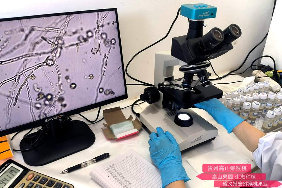 不同雄株花粉组合对“红阳”猕猴桃果实品质的影响
