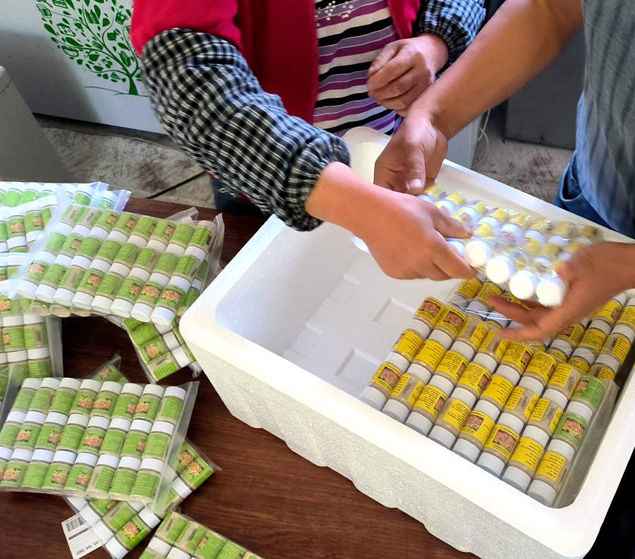 贵州省息烽县开展猕猴桃液体湿式授粉法实验