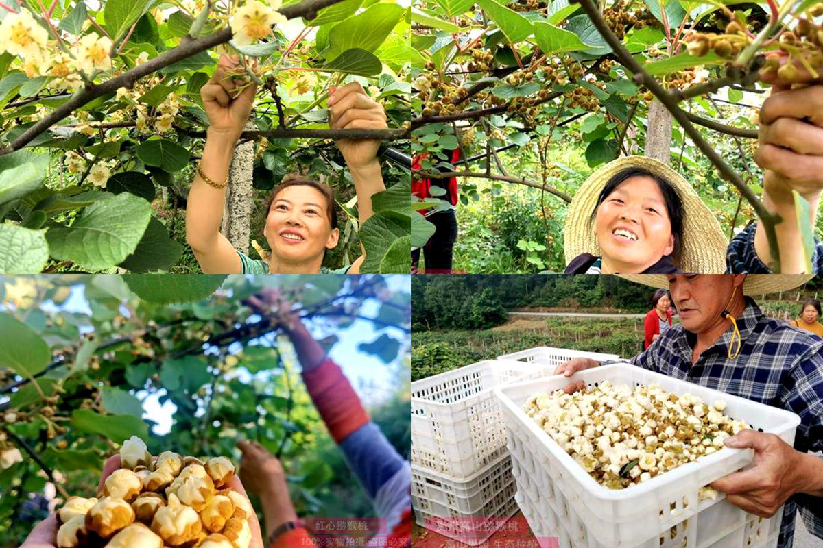 猕猴桃花粉制作与高效授粉技术（江西农大篇）