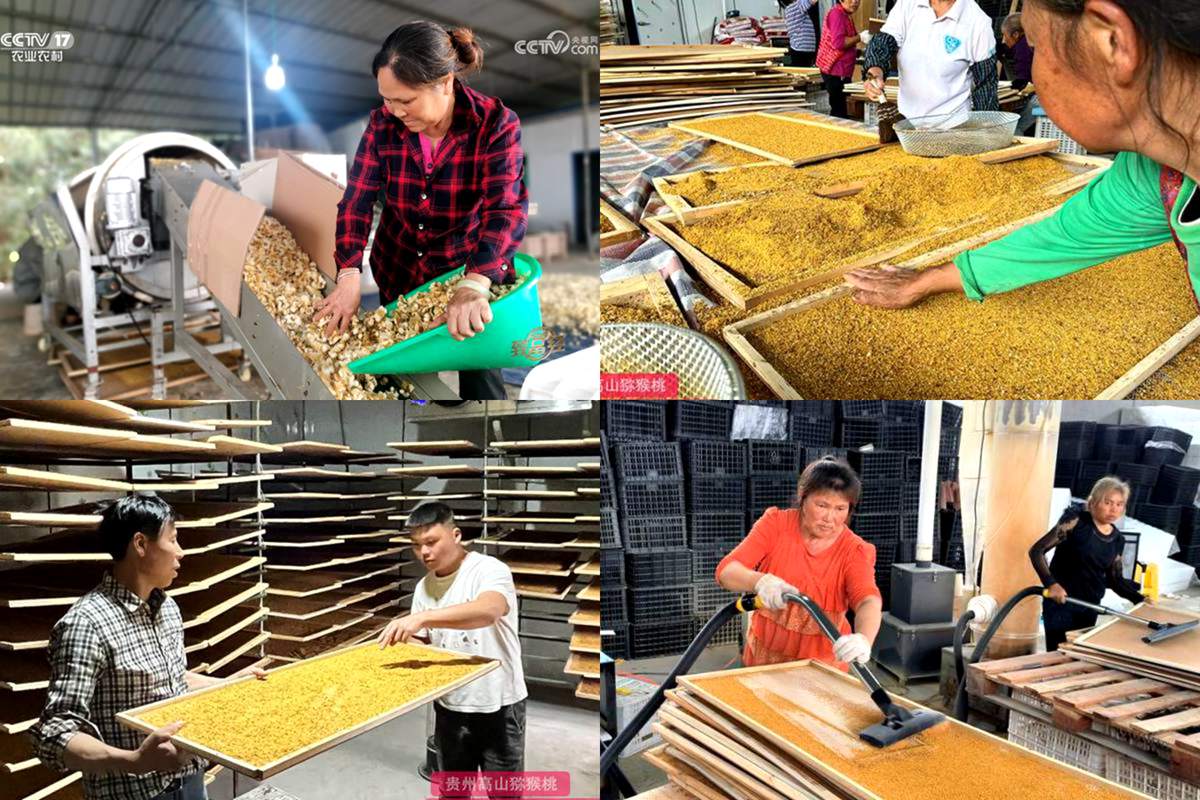 猕猴桃花粉制作与高效授粉技术（江西农大篇）