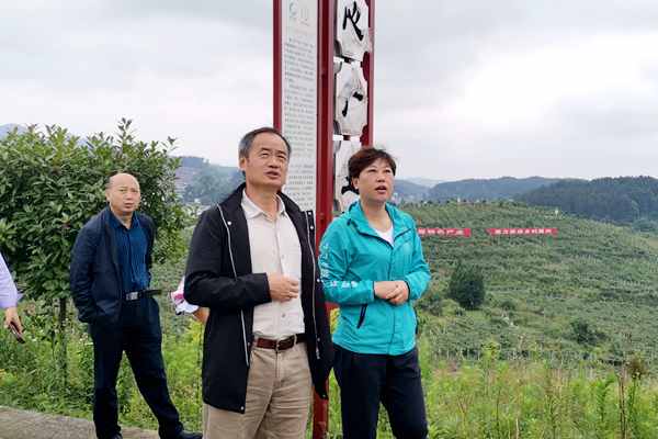 湖南永州江华县种植一百多亩红心猕猴桃